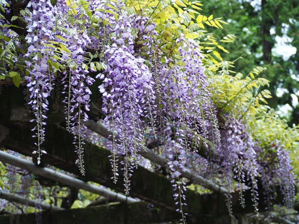 【和歌山県内発】 藤にまつわる4つの神社&「草津市立水生植物公園みずの森」とホテルのレストランで頂く洋食ランチ 日帰り1
